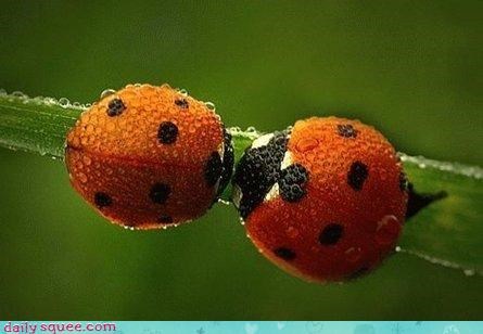 Lovely Ladybugs 