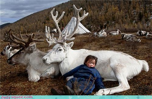 White Reindeer