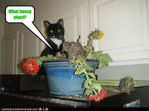 What house plant?