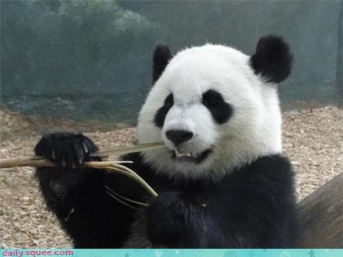 Nom Nom Panda