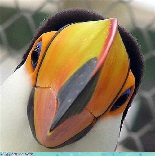 Nosy Toucan 