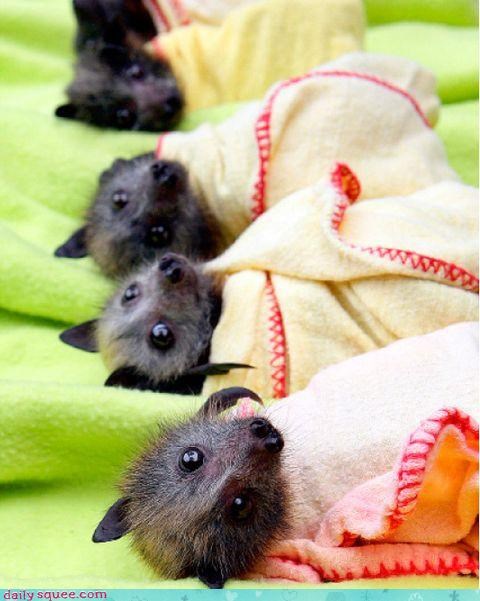 Bat Blankets! That utility belt has everything.