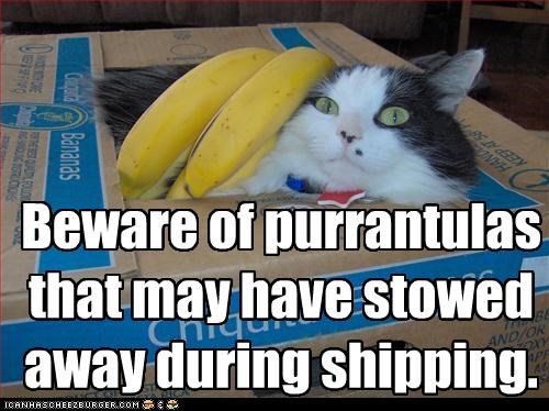 Beware of purrantulas that may have stowed away during shipping.