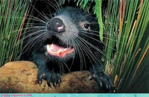 Tasmanian Devil 