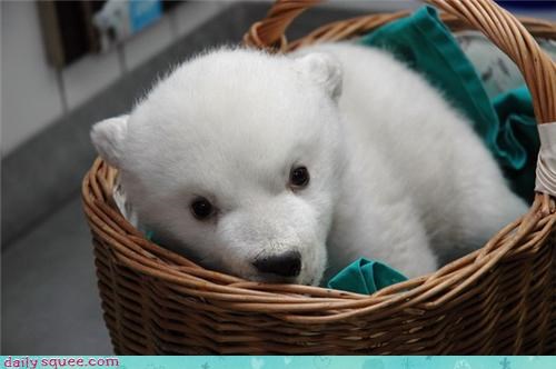 Daily Squee: Polar Bear Delivery