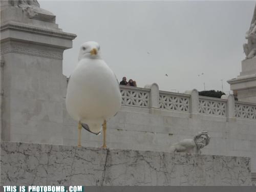 Giant Bird Scared Statue