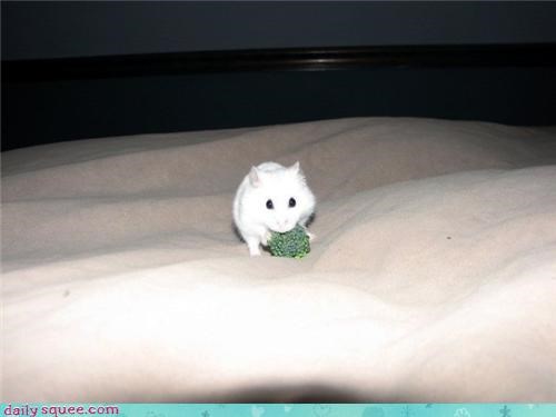 Reader Squee: Fluffernutter with Broccoli 