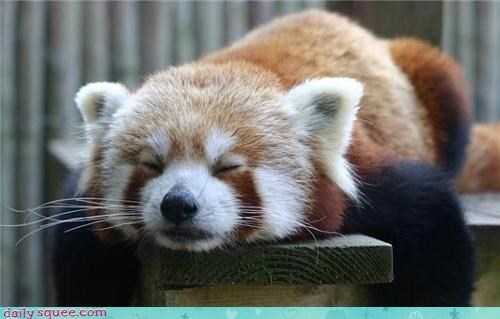 Sleepy Red Panda