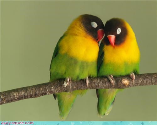 Love Birds