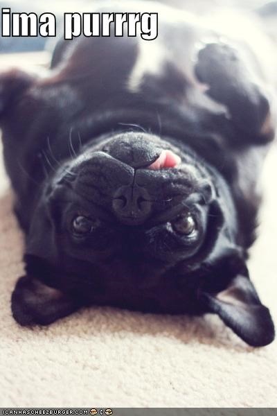 ima purrrg