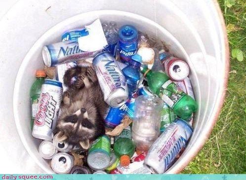 Wrong Bin, Pal