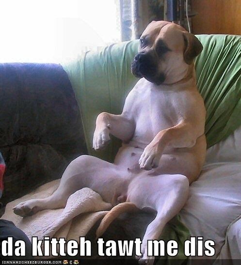da kitteh tawt me dis