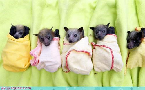 Acting Like Animals: Bats Off to Ya!
