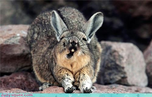 Happy Bunday: Funny Face