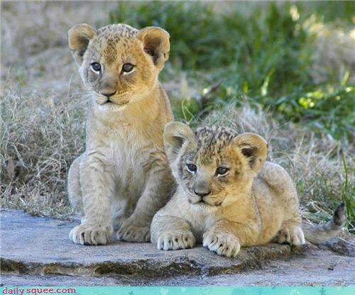 Baby Lions
