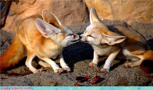 Daily Squee: Foxy Kisses
