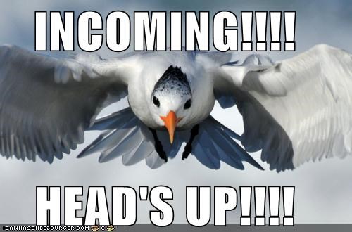 INCOMING!!!!  HEAD'S UP!!!!