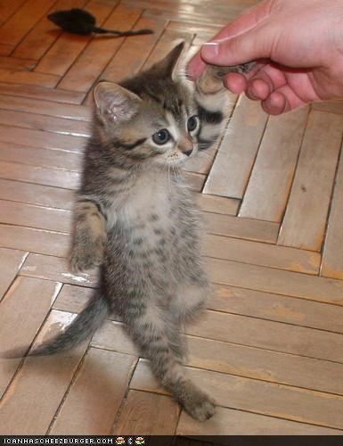 Cyoot Kitteh of teh Day: Ai Wantz 2 Walkz Lyk U Do!