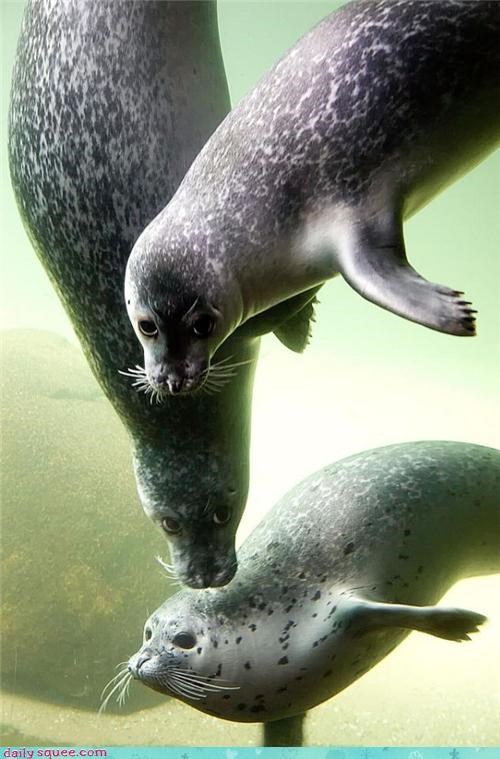 Seal Posse 