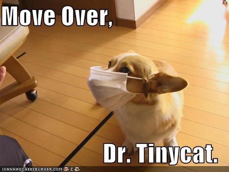 Move Over,   Dr. Tinycat.