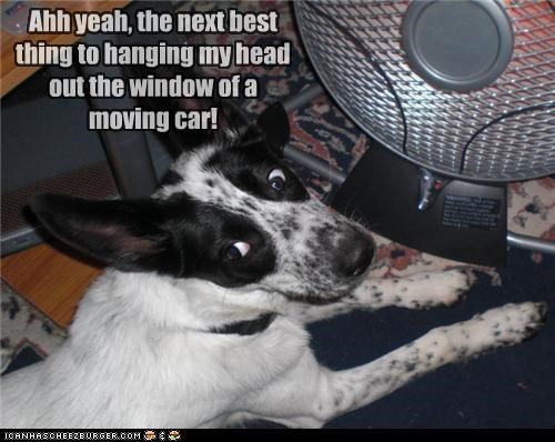 Ahh yeah, the next best thing to hanging my head out the window of a moving car!