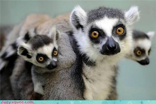 Lemur Backpack
