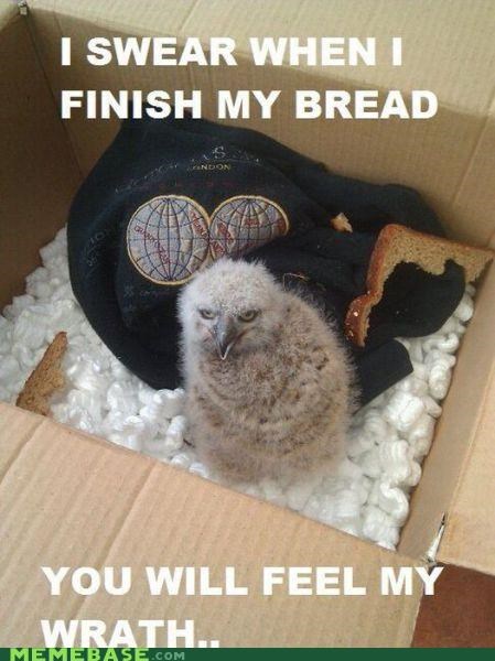 Irritable Owlet