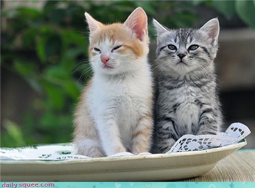 We are most dissatisfied! That wasn't fancy feast! Yea!