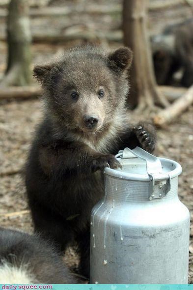 Milk for a hungry bear