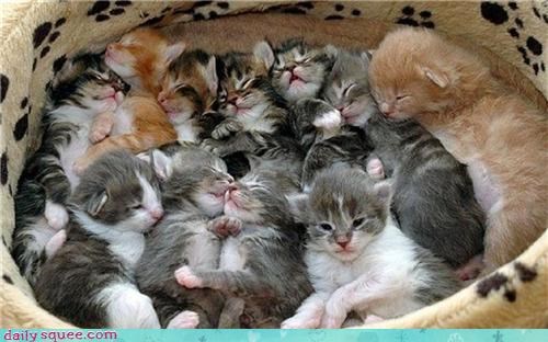 A Huge Litter of Squee
