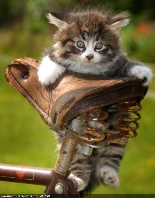 Cyoot Kitteh of teh Day: Reddy 4 Horseback Ridin!