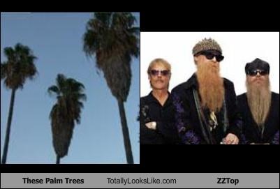 These Palm Trees Totally Looks Like ZZTop