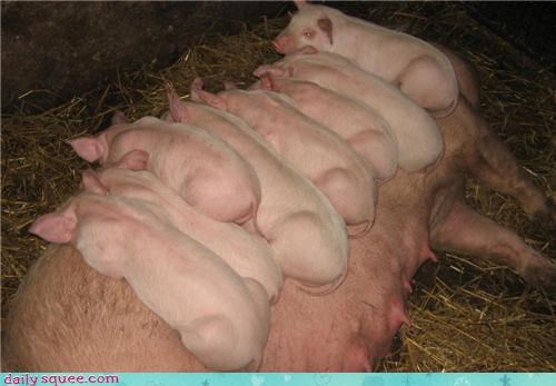Piglet Power Pack