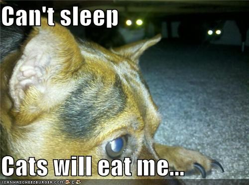 Can't sleep  Cats will eat me...
