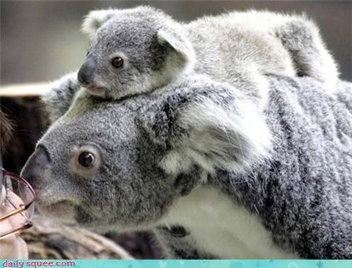 Daily Squee: Mommy and Her Joey 