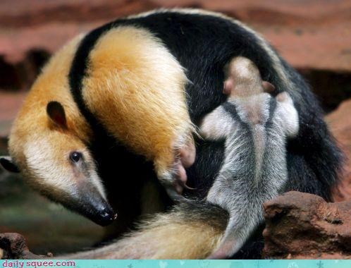 Daily Squee: Don't Forget Me! 