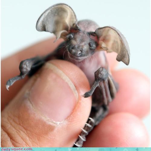 Daily Squee: Squee Spree - I'm All Ears