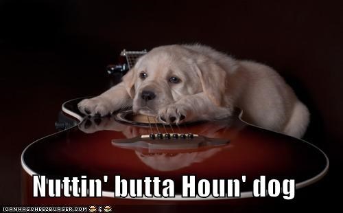 Nuttin' butta Houn' dog