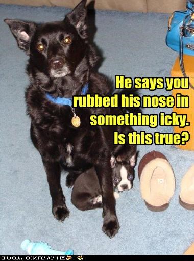 He says you rubbed his nose in something icky. Is this true?