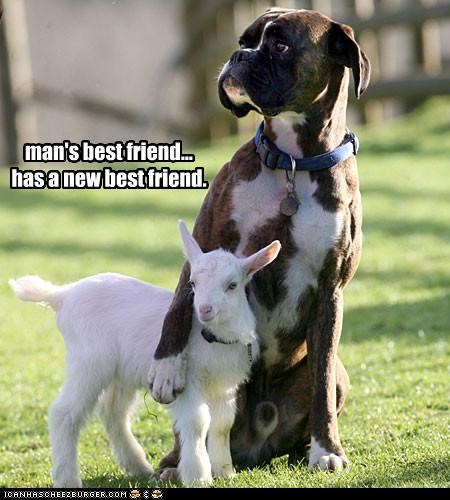 man's best friend... has a new best friend.