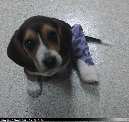 I has a borked. Plz 2 gib meh noms?