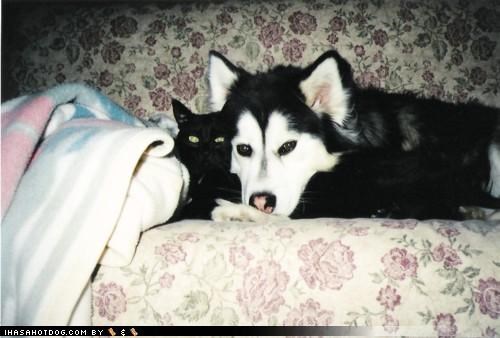 Kittehs R Owr Friends: We matchez! ... kinda...