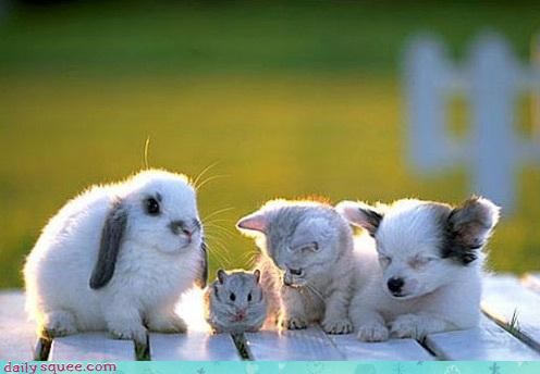 Squee Spree The Gangs All Here