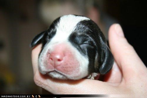 SIX HOUR OLD BEAGLE. YOUR ARGUMENT IS INVALID.
