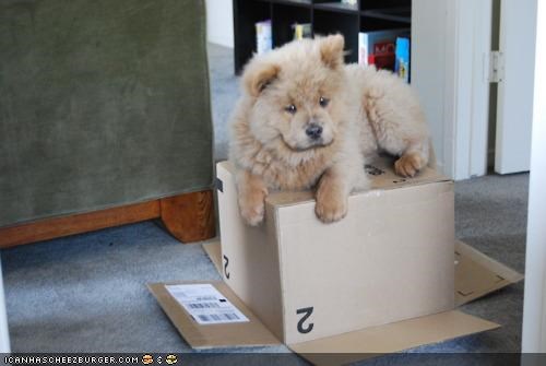 Cyoot Puppeh ob teh Day: Mai box. Mine.