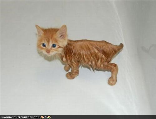 Cyoot Kitteh of teh Day: Iz Kinda Lyk Lion, Rite?