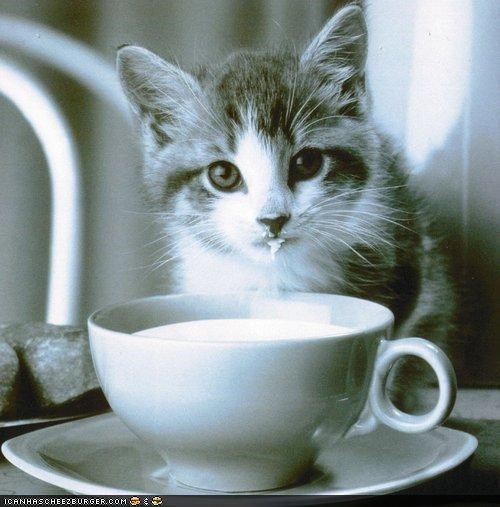 Cyoot Kitteh of teh Day: Milk Duz Mah Bodee Gud