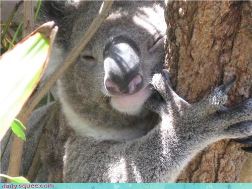 Squee Spree: I Love You, Tree!