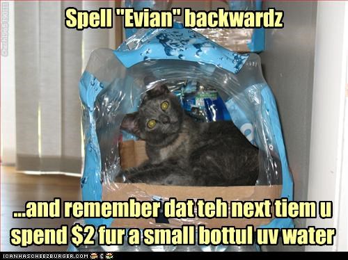 Kittehz Wurdz uv Wizdum