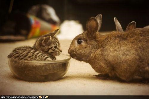 Cyoot Kitteh of teh Day: Ur a Hare 2 Big 2 Fit in Dis Bowl Wiff Meh